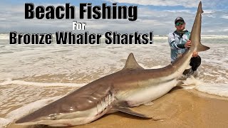 Download lagu Shark Fishing in the Eastern Cape, South Africa! The Bronze Whaler Sharks of Sundays River! mp3 Download lagu Shark Fishing in the Eastern Cape, South Africa! The Bronze Whaler Sharks of Sundays River! mp3