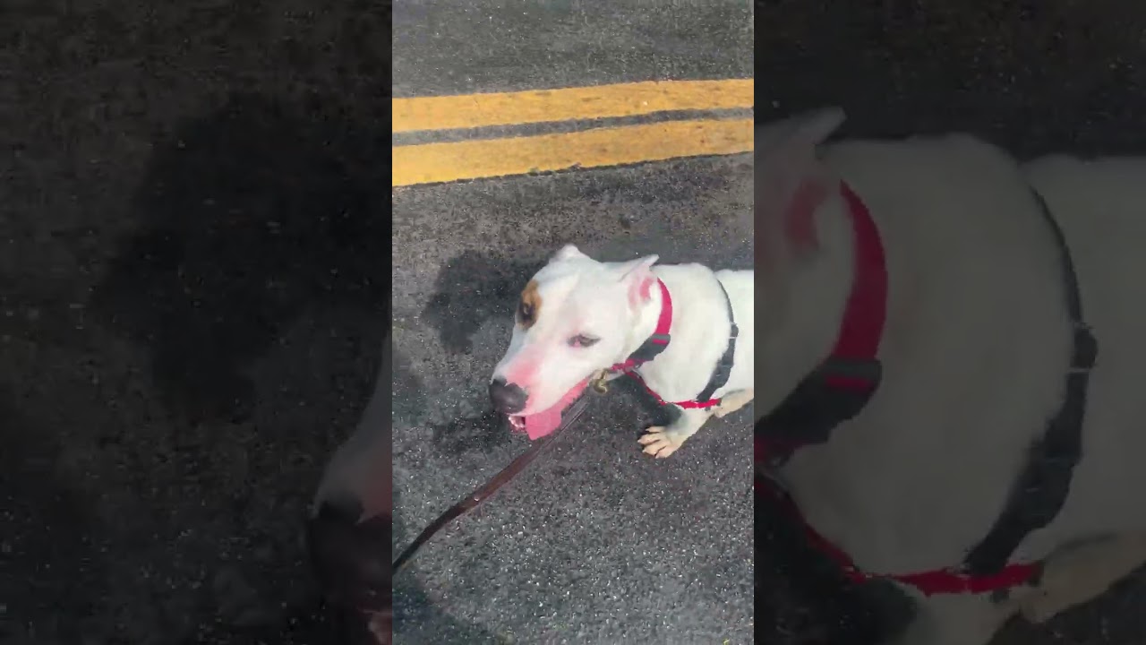 Enlarge Blanquito, a Adoptable mixed breed in Miami, FL video 6/6