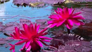 HAVE YOU NEVER BEEN MELLOW - (Lyrics)