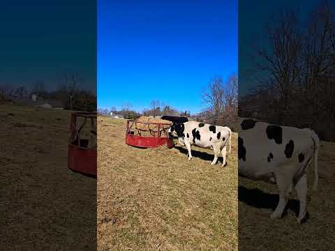 Rescued cows are delighted to receive a fresh hay bale. #farming #cow