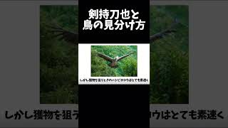 【羽ばたき】剣持刀也と鳥の見分け方 #にじさんじ #剣持刀也