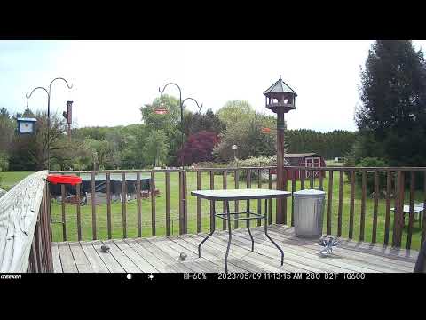 Blue jays still wondering where the peanuts are. Starling attacking the suet deck trailcam 20230512