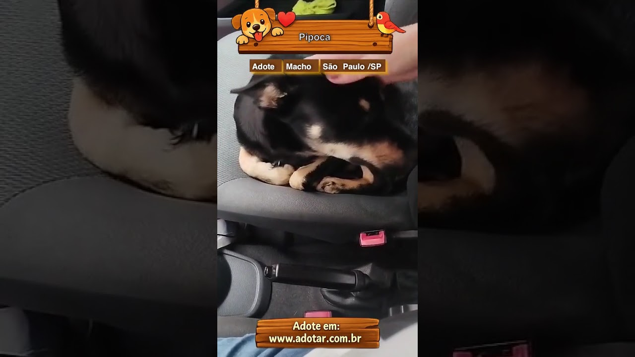 Cachorro raça SRD-ViraLata idade 7 a 11 meses nome Pipoca