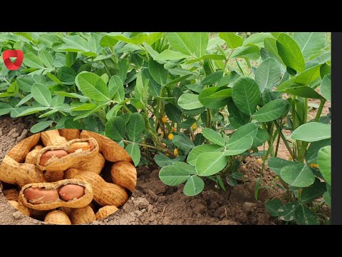 How to grow peanuts in your garden - everything you need to know