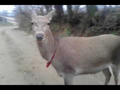 Caprioara stabilita in Pietris