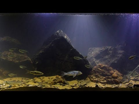 Watch Video on YouTube