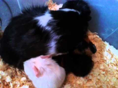 YouTube video about: Are guinea pigs born with fur?
