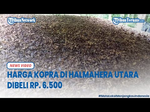 Terbaru Harga Kopra Maluku Utara Kopra di Halmahera Utara Dibeli Rp  6 500 Perkilonya