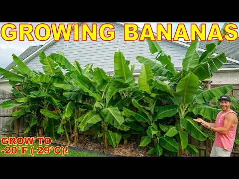 4 Tips To Grow The Most BEAUTIFUL Banana Plants EVER Down To ZONE 5!