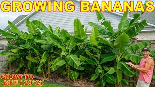 4 Tips To Grow The Most BEAUTIFUL Banana Plants EVER Down To ZONE 5!