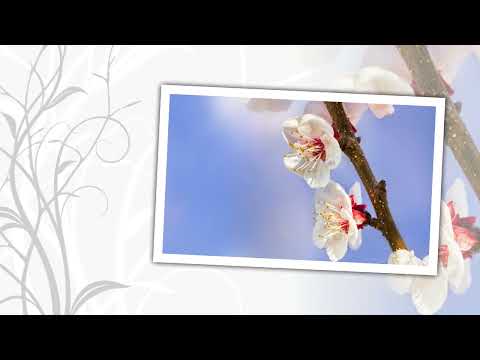 Splet makedonskih narodnih pesama   Nina Spirova