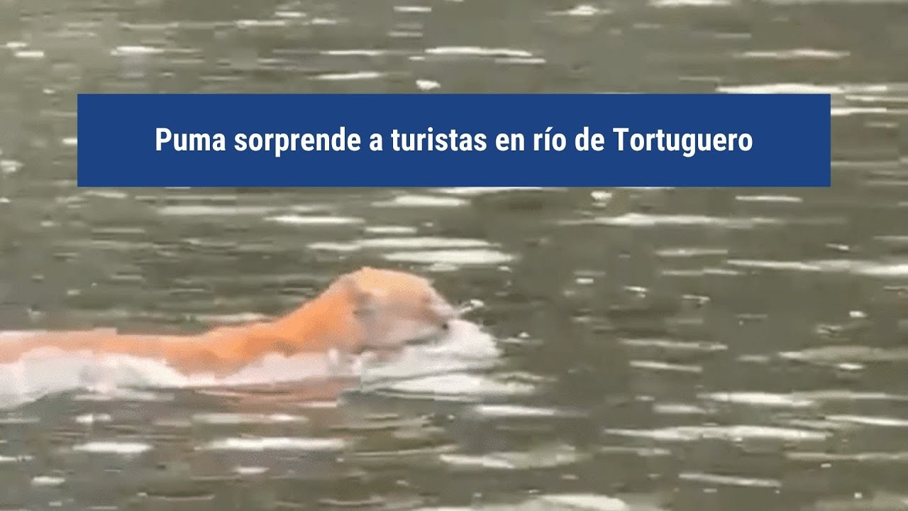 puma sorprende a tur