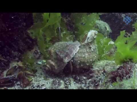Invasive Aquatic Species, Rapana venosa, in the Black Sea.