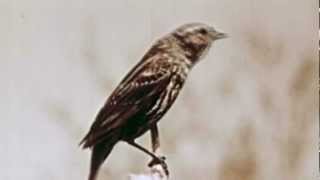 Broken Dog - Sing Little Bird Sing