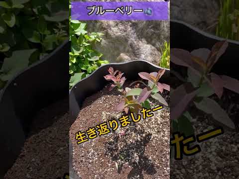 園芸 ディスタッフ果樹を剪定する
