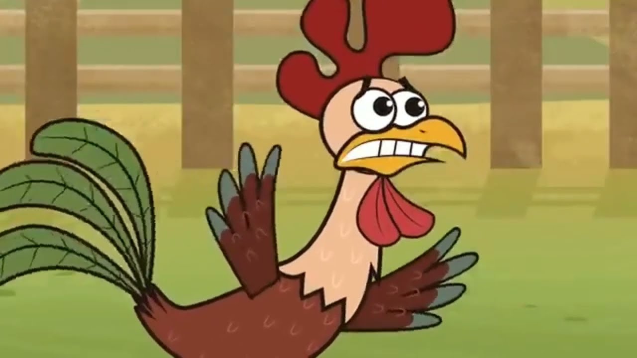 O GALO VELHO E O GALO NOVO #GALOVELHO  #GALO #GAVIÃO #VELHO