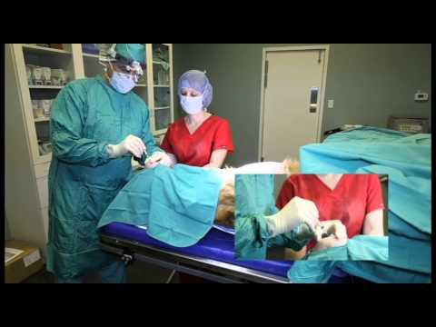 Stifle Joint Injection - Polyglycan-SA - Canine