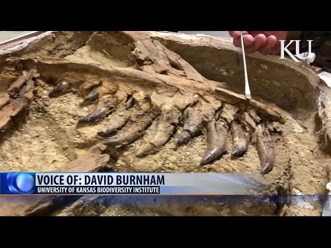 History Channel: Young T-rex found in Montana '1 in 100 million' discovery
