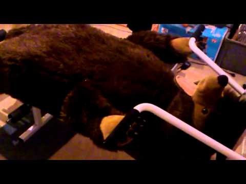 Misiek na STERYDACH! 210kg:-) :-) :-)