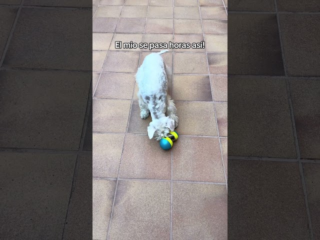 Vídeo relacionado con BIONIC Juguete Interactivo para Perros Treat Shaker, Med.