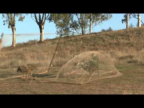 Greenfinch TRAPPING with Folding Net (Morning and Evening) (HD)