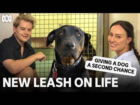 Giving a dog a second chance in life | New Leash On Life | ABC TV + iview