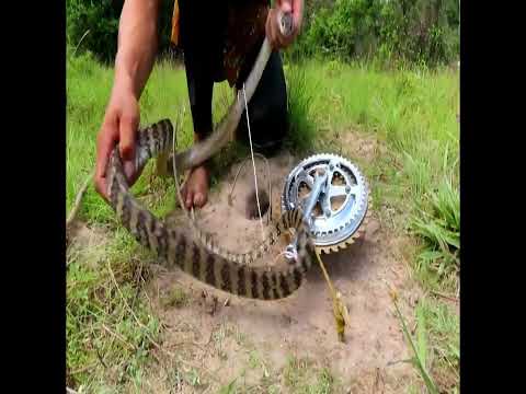 DIY Snake Trap Technology - Learn to make snake traps