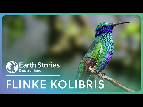 Kolibris: An der Grenze des Möglichen | Doku