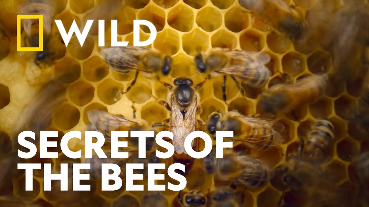 Watch the Secrets of the Bees trailer