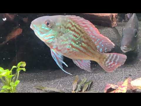 Geophagus Sveni Rio Parana, Sattelfleckbuntbarsche, L168, Corydoras Duplicareus, CW49