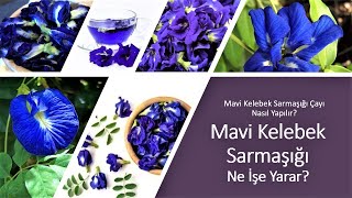 Mavi Kelebek Bitkisi ve Çayının Faydaları NELERDİR?
