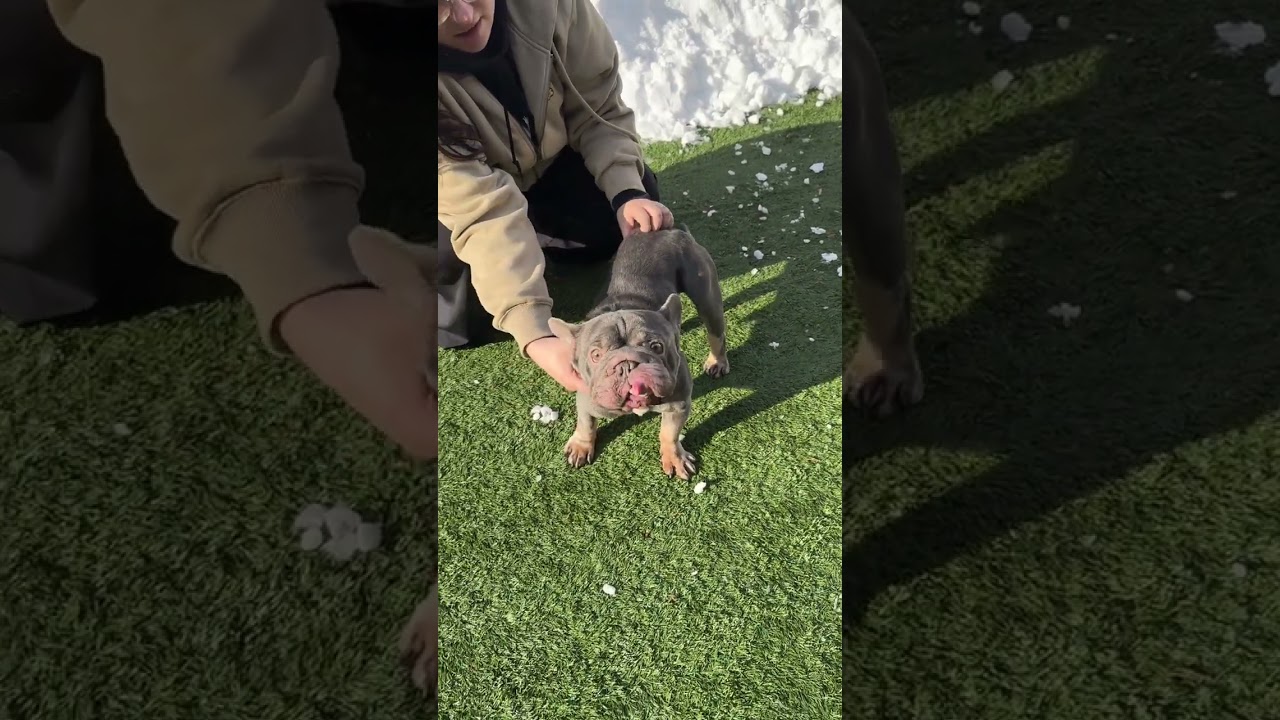 Enlarge Meet EMPANADA - You will want to eat him up! FRENCH BULLDOG, MALE, an adopted French Bulldog in Clifton, NJ video 6/6