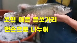 맨손으로 쏘가리 잡아 나누며 양식 시작