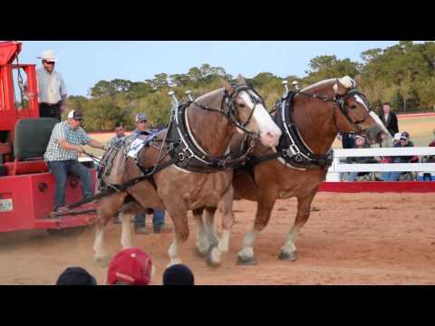 2015 Southern Draft Horse Assn Nationals - Winning Pull
