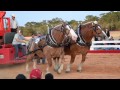2015 Southern Draft Horse Assn Nationals Winning Pull