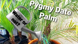 Over watering Palms and Plant