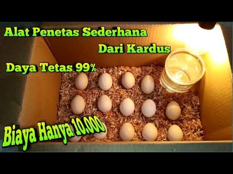 download video viral Cara Bikin Anak Ayam Dari Kardus, download Cara Bikin Anak Ayam Dari Kardus gratis, unduh Cara Bikin Anak Ayam Dari Kardus
