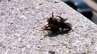 Spider Eats The Bee!