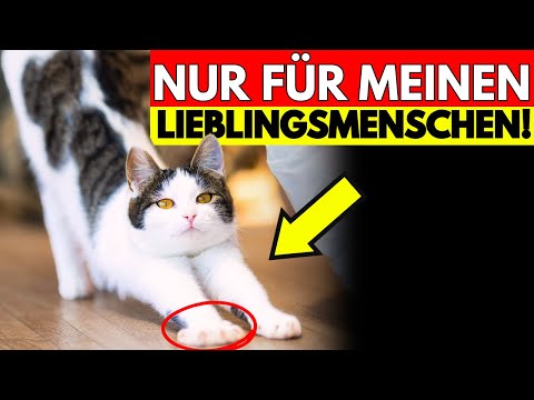 5 Dinge, die Katzen nur bei ihrem LIEBLINGSMENSCHEN machen – und was sie wirklich bedeuten