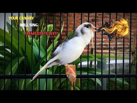 Your Canary Will Sing Immediately‼️The Best  Canary Training Song Ever🐦