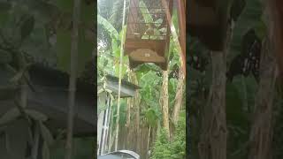 Download lagu Branjangan NTB gacor mp3 Download lagu Branjangan NTB gacor mp3