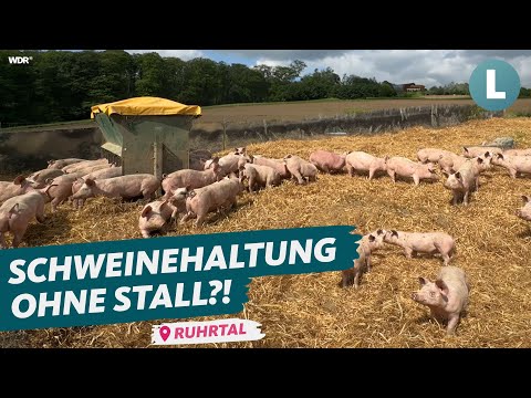Schweine-Massentierhaltung unter freiem Himmel - wie geht das? | WDR Lokalzeit Land.Schafft.