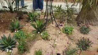 What Butterflies Need to Flourish in Your Garden