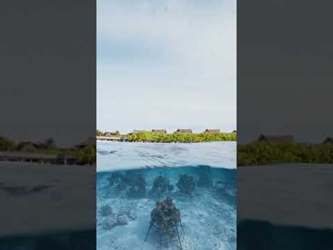Restore the Reef with Us at Milaidhoo Maldives