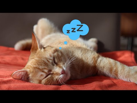 10 horas de música anti ansiedad para gatos 🐱 Relaja y Calma a tu Felino!