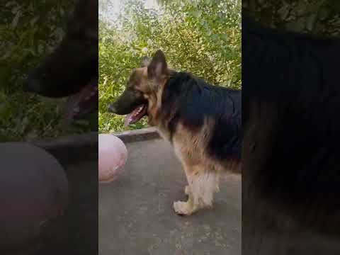 #topbreed 🐕‍🦺