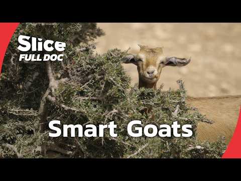 Goats: Social, Smart, and Surprisingly Sensitive | FULL DOCUMENTARY