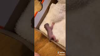 Download lagu You're Gonna Be Fine TikTok: dxwson4 mp3