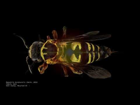 Antonello Matarazzo, Politik