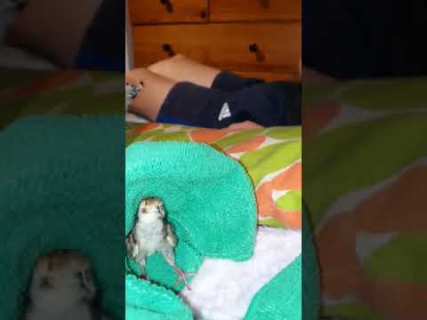 Alexander quail sleeping time